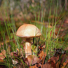 photo "Fungus in the interior."