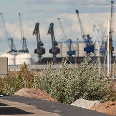 фото "watching the port"