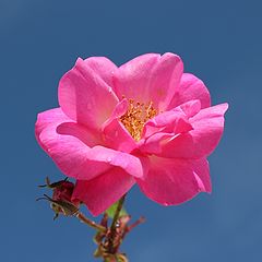 photo "A rose in the sky"