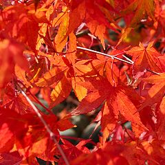 photo "Fall Maples"