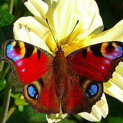 фото "Mantle color."