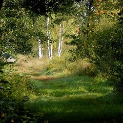 photo "birch"