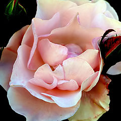 фото ""Another Rose... rose...""