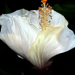 фото ""Tenderness...""