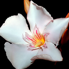 фото ""A Simple White Fower...""