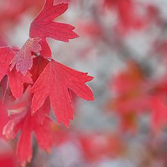 photo "Red flags fall"