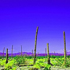 photo "Palm Desert"