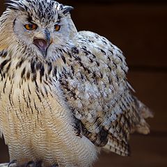 photo ""Sibi" Bubo bubo sibiricus"