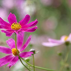 photo "pink dancer"