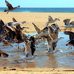 фото ""Traffic jam...""