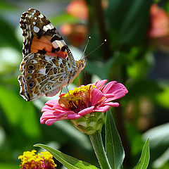 фото "Vanessa cardui"