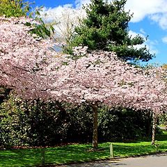 фото "A Spring Day"