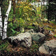 фото "Swedish Forest"