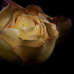 фото "Тайна чайной розы"