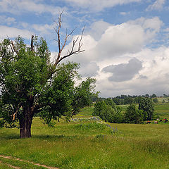 фото "Старое дерево"