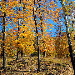 photo "Autumn in the grove"