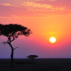 фото "Sunrise in savanna"