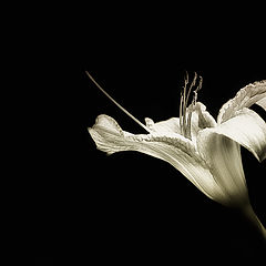 photo "Asian Lilly"