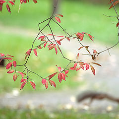 photo "Fleeting"