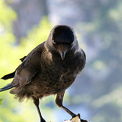 фото "Галка - Corvus monedula"