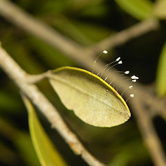 photo "Trying the Third- Lacewing Eggs - Златоглазки"