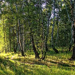 фото "..утренняя дорожка.."