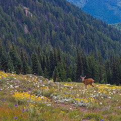 photo "Beauty with big ears"