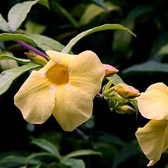 photo "Datura"