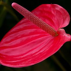 photo "botanical palm house specimen"