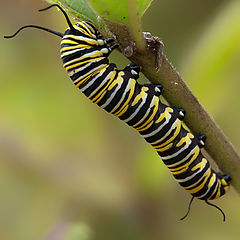 фото "Feeding caterpillar"