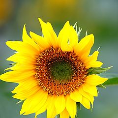 photo "Sunflower"