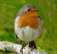 фото "Зарянка ( Erithacus rubecula)"