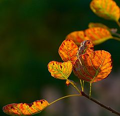 фото "Листья осени"