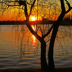 фото "Among the willows"