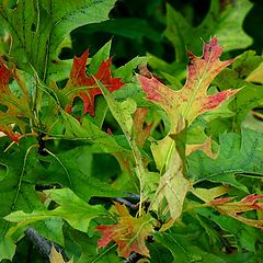 фото "early autumn"
