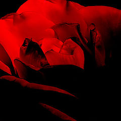 photo "Rose of... Passion...""