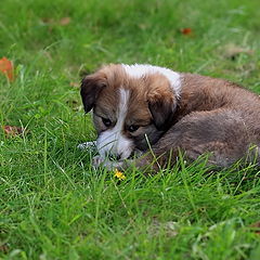 photo "About a puppy"