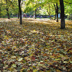 фото "Пестрый коврик"