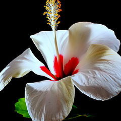 photo ""A White Hibiscus..." #1"