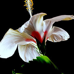 photo ""A white Hibiscus.." #2"