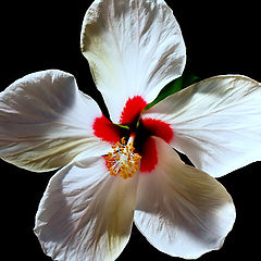 photo ""A White Hibiscus..." #3"