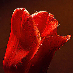 фото "red tulip"