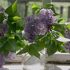 photo "The Lilacs on the old window"