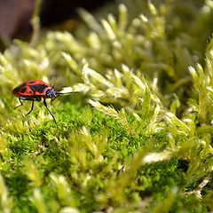 фото "Red soldier"