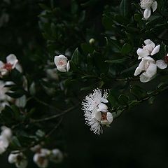 photo "Myoporum parvifolium"