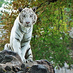 фото "The Land of White Tigers"