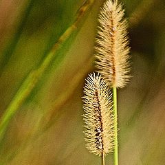 photo "Grasses"