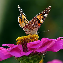 фото "Vanessa cardui"