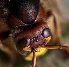photo "Hornets have five eyes"