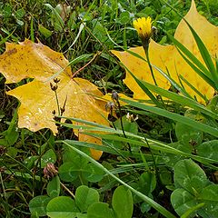 photo "October still life"